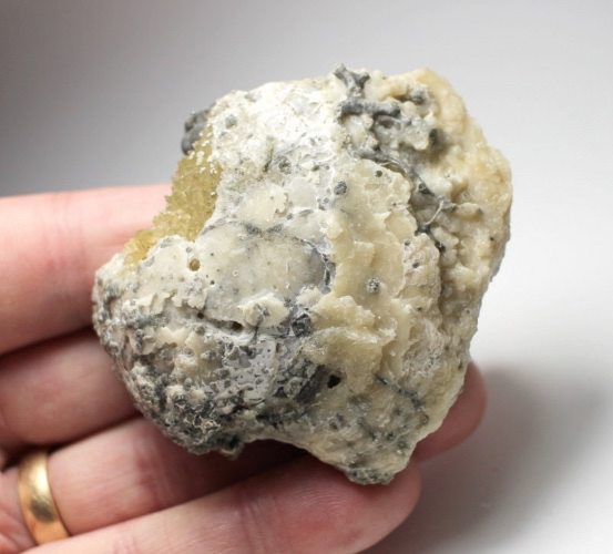 Crystallized clam fossil