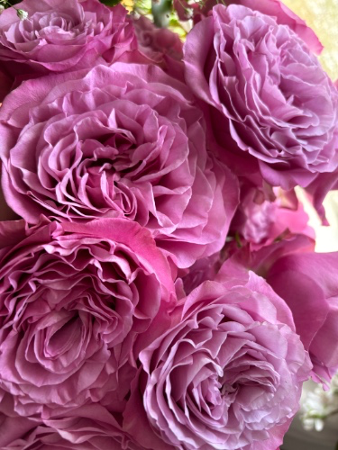 dozen roses 🤍