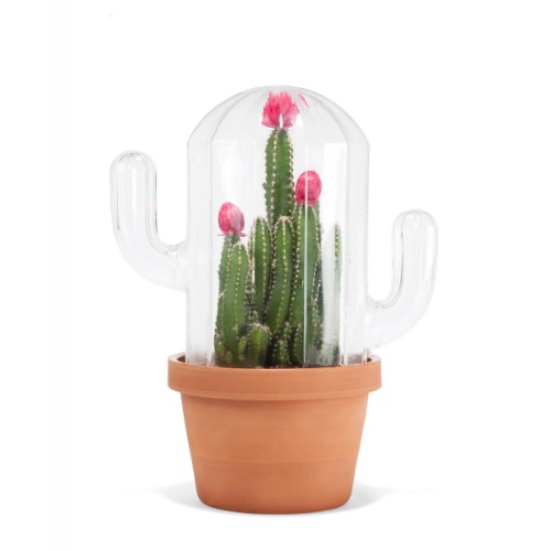 Cactus Terrarium | Default Title
