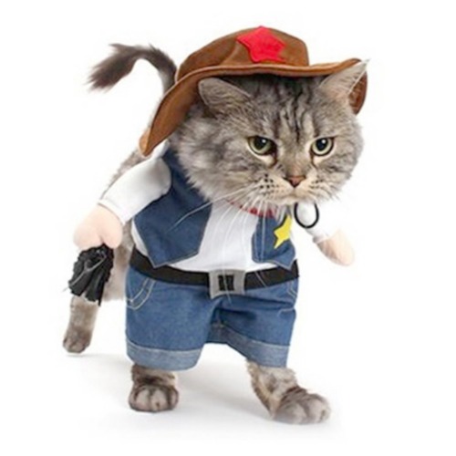 Cowboy cat