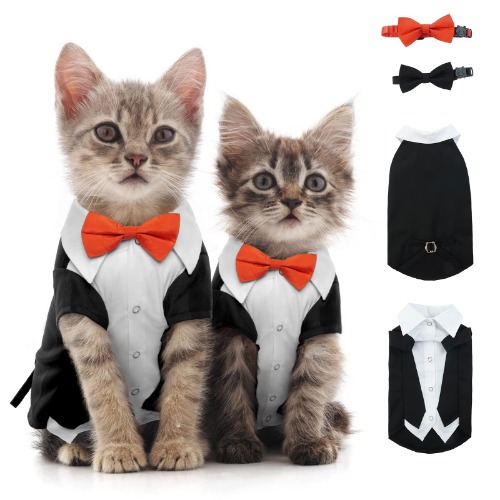 Such a handsome boyo cat costume