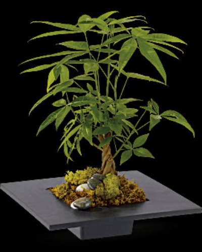 Money Tree - Money Tree / T12Z101A
