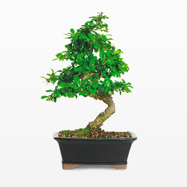 Fukien Tea - Regular Shipping