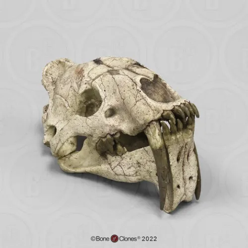 Sabertooth Cat, Eusmilus sicarius Skull - Bone Clones - Osteological Reproductions