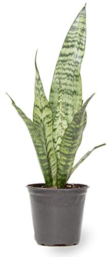 Live Snake Plant, Sansevieria Zeylanica, Indoor House Plant in Pot, Mother in Law Tongue Sansevieria Plant Live, Potted Succulent Plant, Fully Rooted Houseplant in Potting Soil by Plants for Pets - Sansevieria Zeylanica - Plants for Pets - Standard Pot