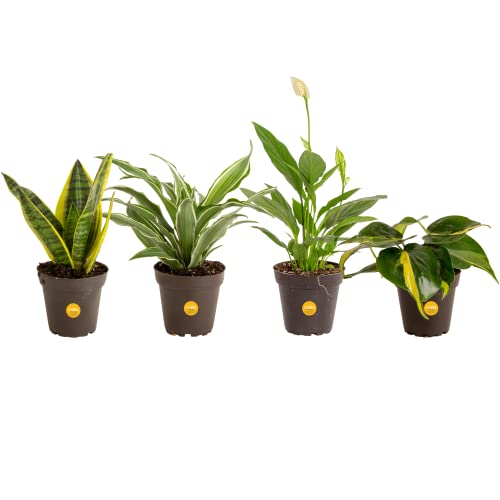 Costa Farms Live House Plants (4 Pack), Easy to Grow Live Indoor Houseplants, Grower's Choice Air Purifier Set, Potted in Indoors Garden Plant Pots, Potting Soil, Housewarming Gift, Home or Room Decor - Clean Air Plant Collection - 8-10 Inches Tall - Grower Pot (4-Pack)