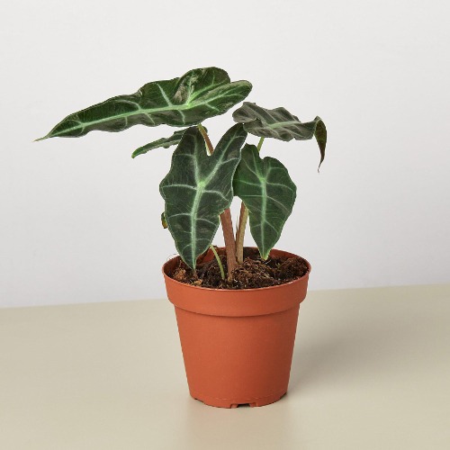 Alocasia Polly 'African Mask' by House Plant Shop - 4" Pot