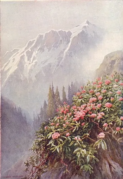 Kashmir. Wild Rhododendrons - 1924 - Old Antique Vintage Print - Art Picture Prints of Kashmir
