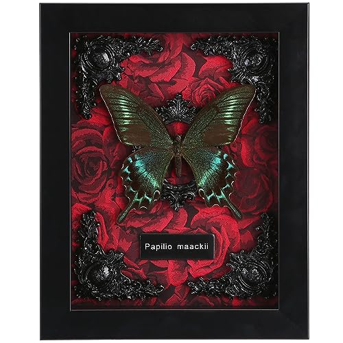 Real Butterfly Framed Butterfly Taxidermy - Butterfly Shadow Box, Real Framed Butterflies in a Box for Gothic Home Decor Aesthetic (A_Alpine Black Swallowtail Red Background #1) - A_alpine Black Swallowtail Red Background #1