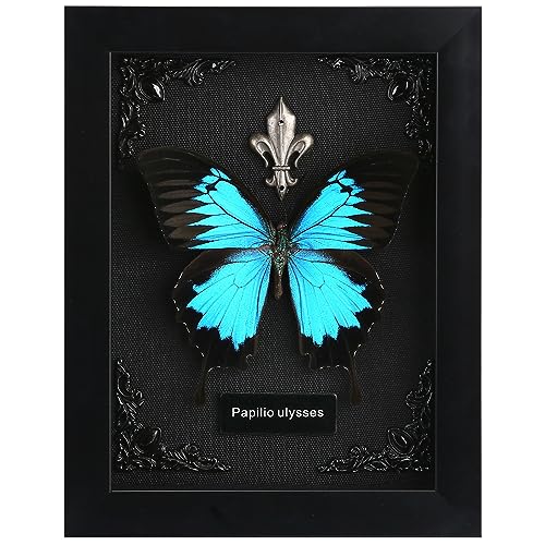 Real Butterfly Framed Butterfly Taxidermy - Butterfly Shadow Box, Taxidermy Animals for Oddities and Curiosities Gifts (L_Ulysses Butterfly Black Background #1) - L_ulysses Butterfly Black Background #1