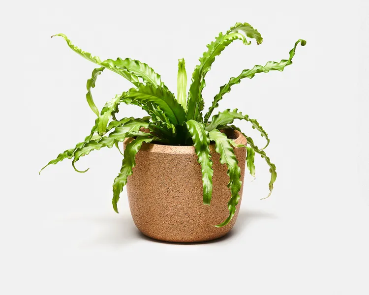 Cloud Planter