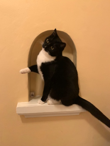 Tip the boot bears cat