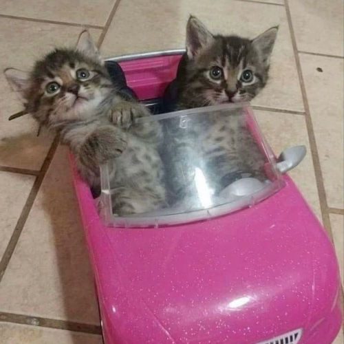 Car Repairs