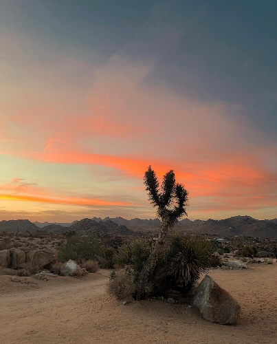 Joshua Tree