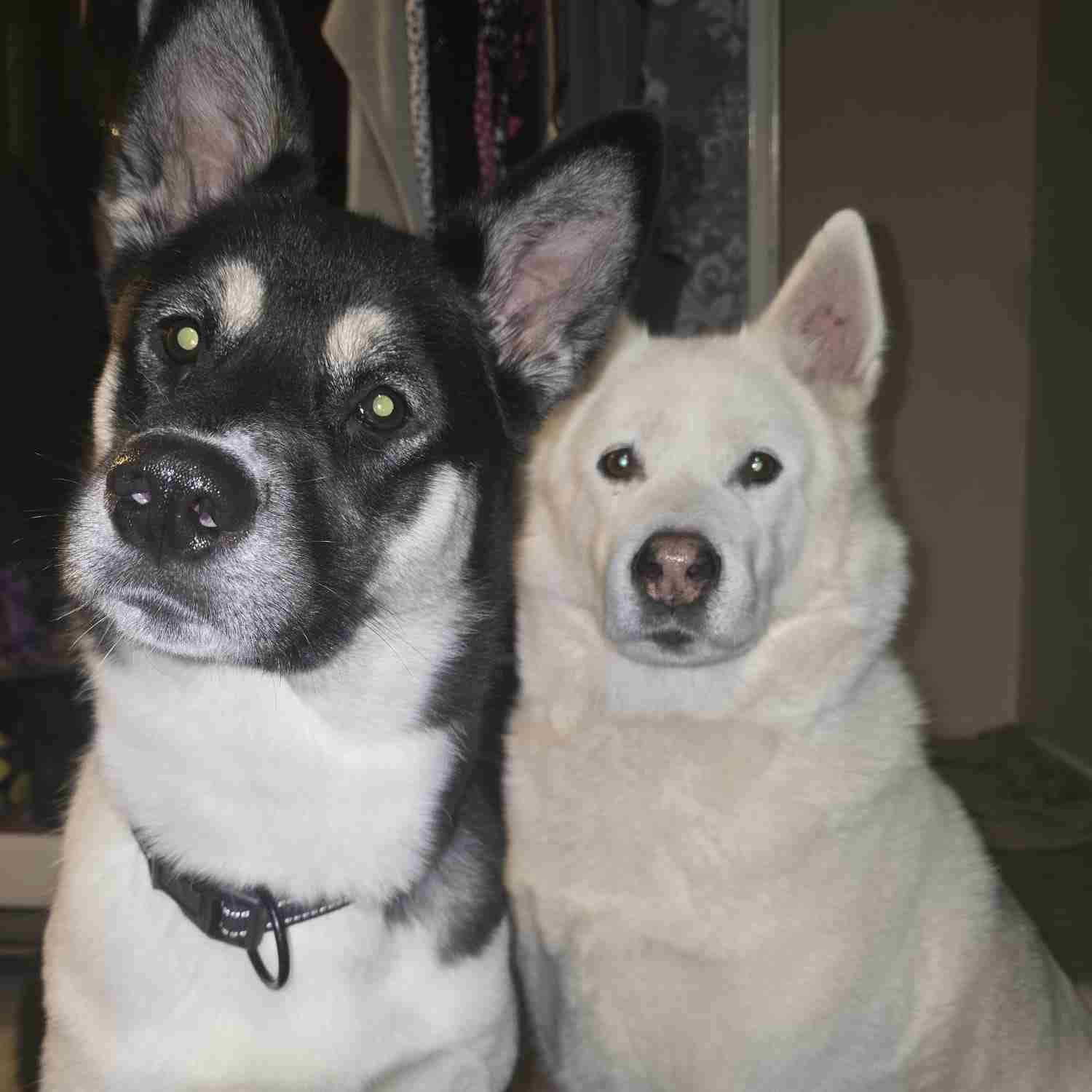 Treats For My Doggos