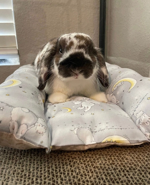 Bunny Dream Bed