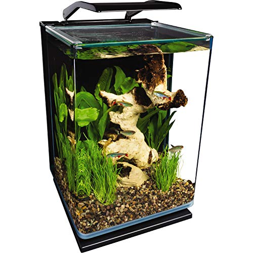 water beetle nano tank