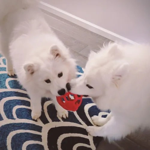 Special Treats for Kumo & Pryna!