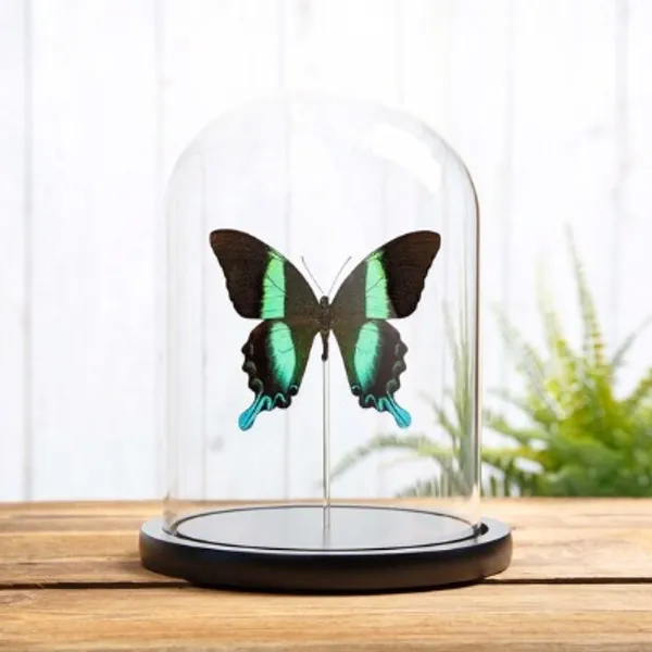 The Peacock Butterfly Bell Jar With Wooden Base papilio | Etsy UK