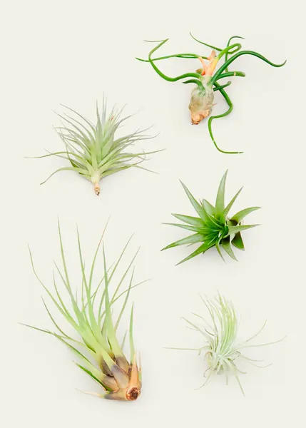 Mystery Air Plant Box, 10 Pack 