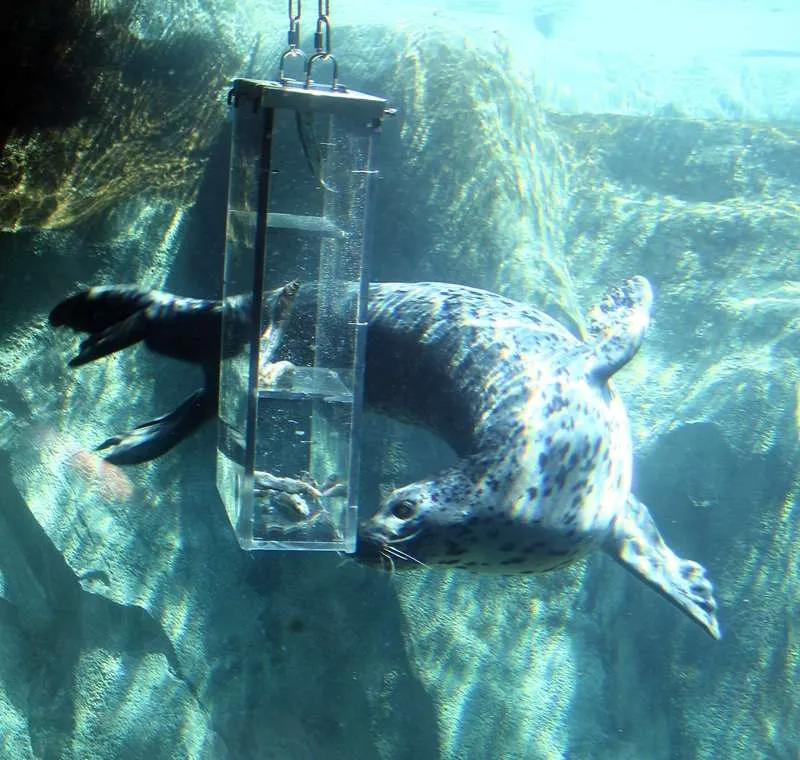 Pinniped Puzzle Feeder