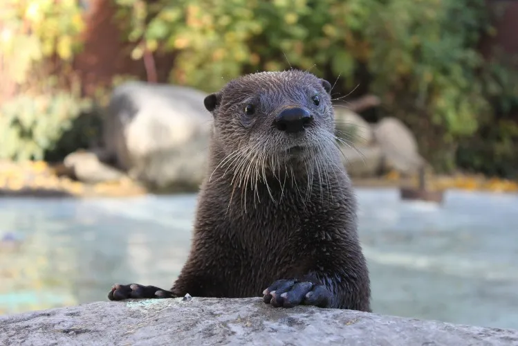 Otter Habitat Livestream