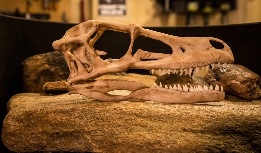 Velociraptor Life Sized Dinosaur Skull-Replica - Resin Printed High Quality Piece - FREE delivery world wide!