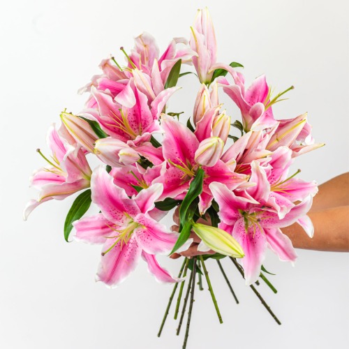 Pretty in Pink Lilies - Regular Shipping