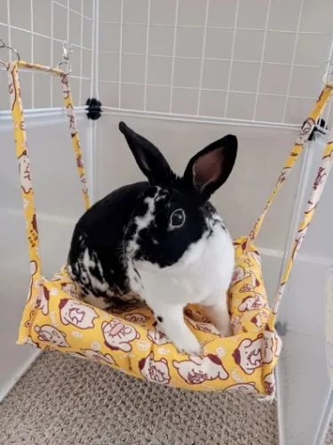 Rabbit Cage Swing Hammock Pet Bed: Where Comfort Meets Style. Suitable for Rabbit Ferret, Guinea Pig and other Small Animals
