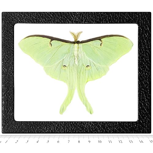BicBugs Actias luna green saturn moth USA (Framed Resting Pose) - Framed Resting Pose