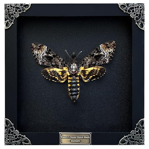 Real Death Head Moth Acherontia Black Frame Skull Butterfly Handmade Shadow Box Insect Oddity Curiosities Unique Taxidermy Collectables Tabletop Wall Art Home Decor Living Gallery Bedroom K18-01-DE - Death Moth in Black Frame