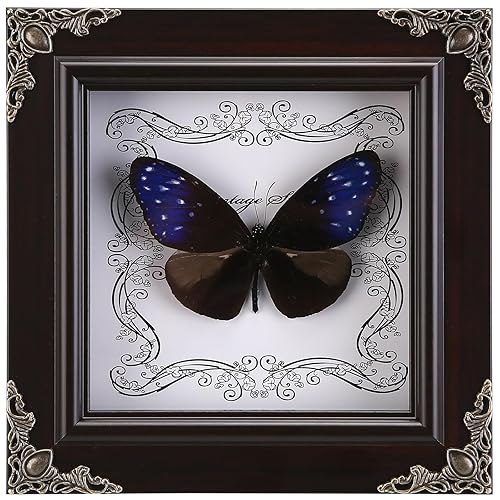 Real Butterfly Framed Handmade, Butterfly Display Shadow Box Collection, Framed Butterfly Taxidermy for Wall Art Decoration (J_Blue-Spotted Violet Butterfly) - J_blue-spotted Violet Butterfly
