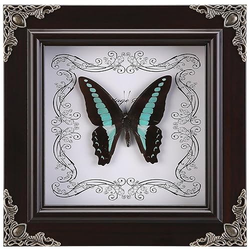 Real Butterfly Framed Handmade, Real Butterfly Specimen Shadow Box Collection, Framed Butterfly Taxidermy for Wall Art Decoration (G_Blue Swallowtail Butterfly) - G_blue Swallowtail Butterfly
