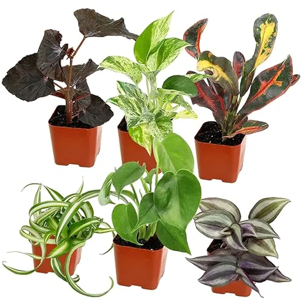 Easy to Grow Houseplants (Pack of 6), Live House Plants in Containers, Growers Choice Plant Set in Planters with Potting Soil Mix, Home Décor Planting Kit or Outdoor Garden Gifts by Plants for Pets - Pack of 6