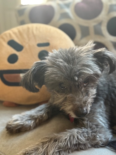 Money to Keep Dog's Ashes