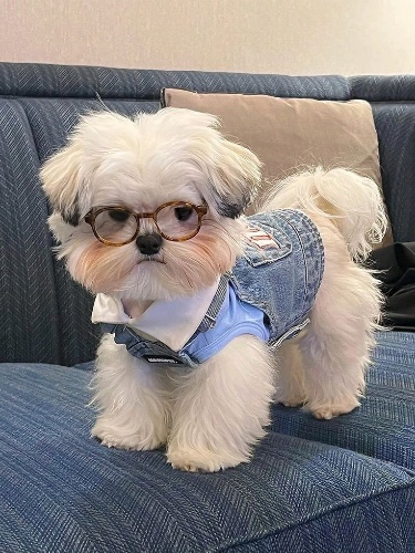 moka's glasses fund!