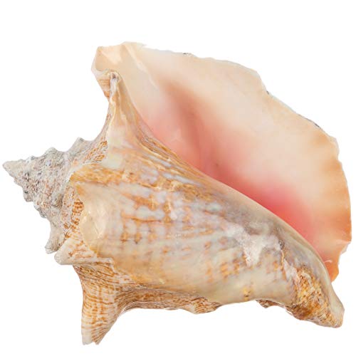 Conch Shell - Large Sea Shells - Garden Quality 6"-8" Conch Sea Shell - Large Conch Shell - Conch Shell Decor - Imperfect Conch Sea Shell - Plus Free Nautical eBook by Joseph Rains - 6"-8"