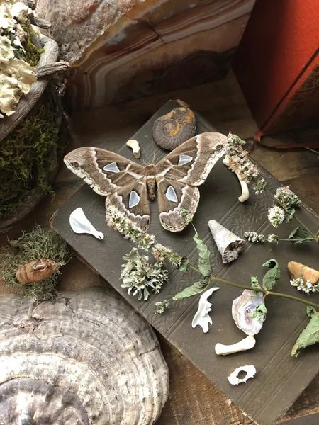 5 Item Curiosities Mystery Box Gift Set| Grab Bag Gift| Curiosities and Oddities| Gift under 20 | Birthday Gift | Yule Gift | Christmas Gift