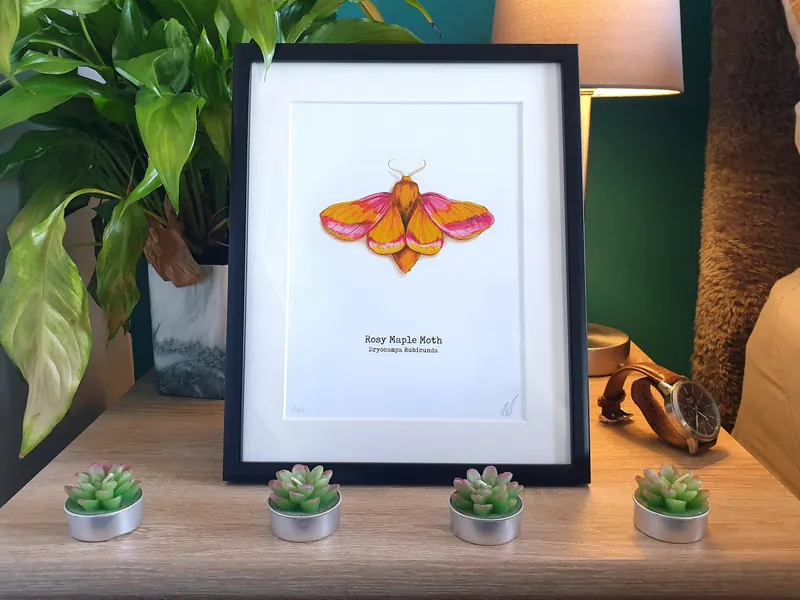 Rosy Maple Moth Painting Print 6x8 | Framed Watercolour Pink Moth | Gauche Faux Taxidermy Yellow Moth | Cottagecore Moon Fake Insect Gift