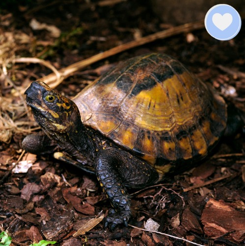 Project Peril: Help Save the Indochinese Box Turtle | $5 Level