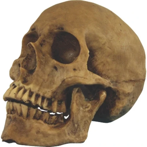 Ghoulish Skull Cranium Halloween Decoration - 5 in x 4 in x 7 in - Brown
