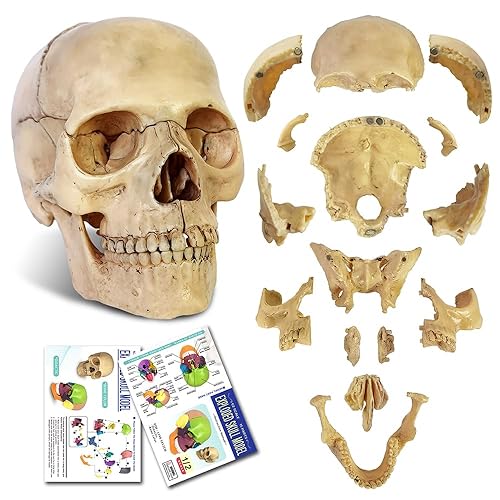 2023 New Anatomy Skull Model 15 Parts Human Anatomy Exploded Skull Detachable Palm-Sized Mini Human Color Medical Skull Model,Medical Dental Clinic Teaching Equipment,Learning with Color Study Manual - Bone Color