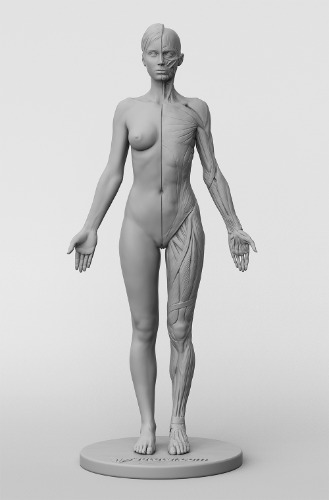 3dtotal Anatomy: female figure | Default Title