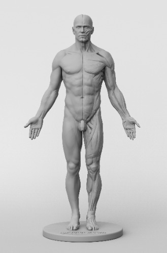 3dtotal Anatomy: male figure | Default Title