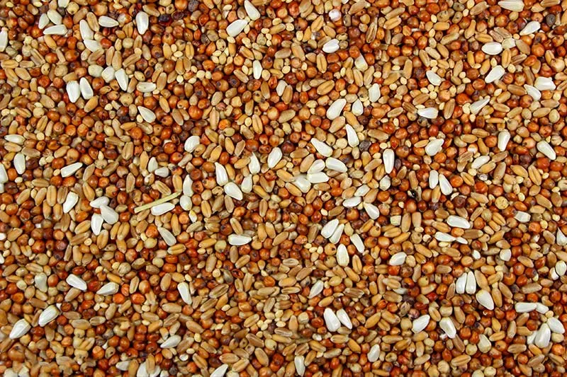 Dove Seed Mix