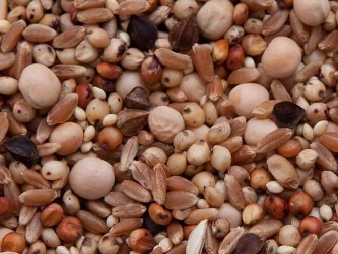 Pigeon Seed Mix