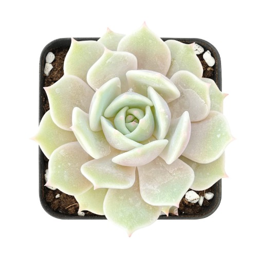 2in Echeveria Lola, 1 Pack Live Mini Succulent Plant Fully Rooted in Pots with Soil Mix, Real House Plant for Indoor Outdoor Home Office Wedding Decoration DIY Projects Party Favor Gift - Echeveria Lola