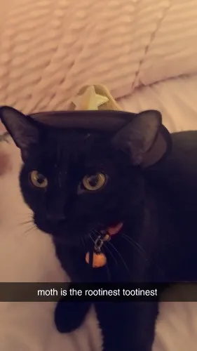 moths vaccinations and spay 🩷🐈‍⬛💜