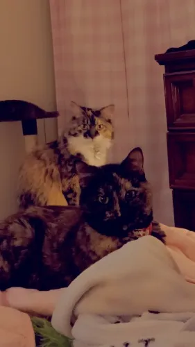 kitty necessities :3