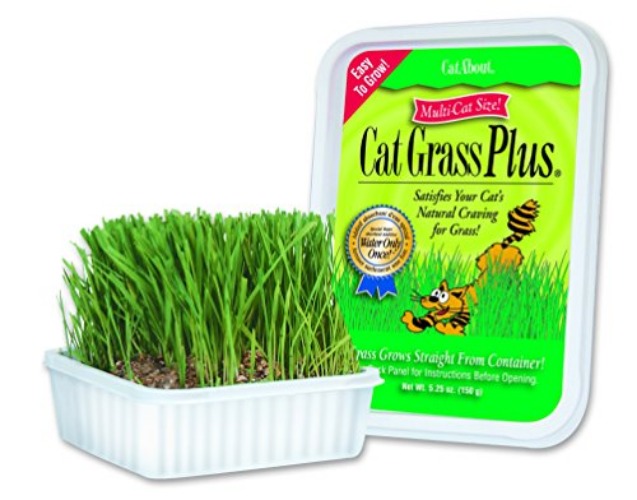 Cat Grass For Indoor Cats